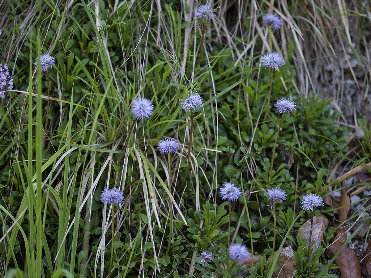 Globularia cordifolia